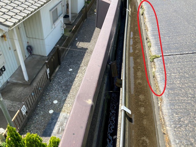 コロニアルの先端コケ